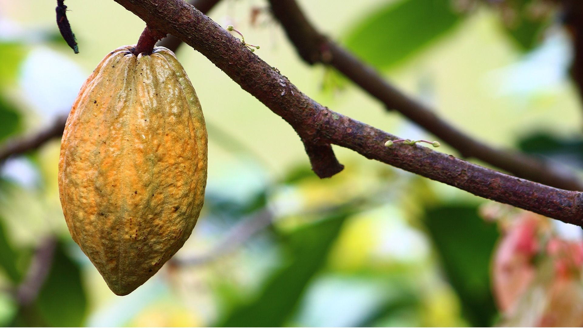 Cacao labellisé équitable