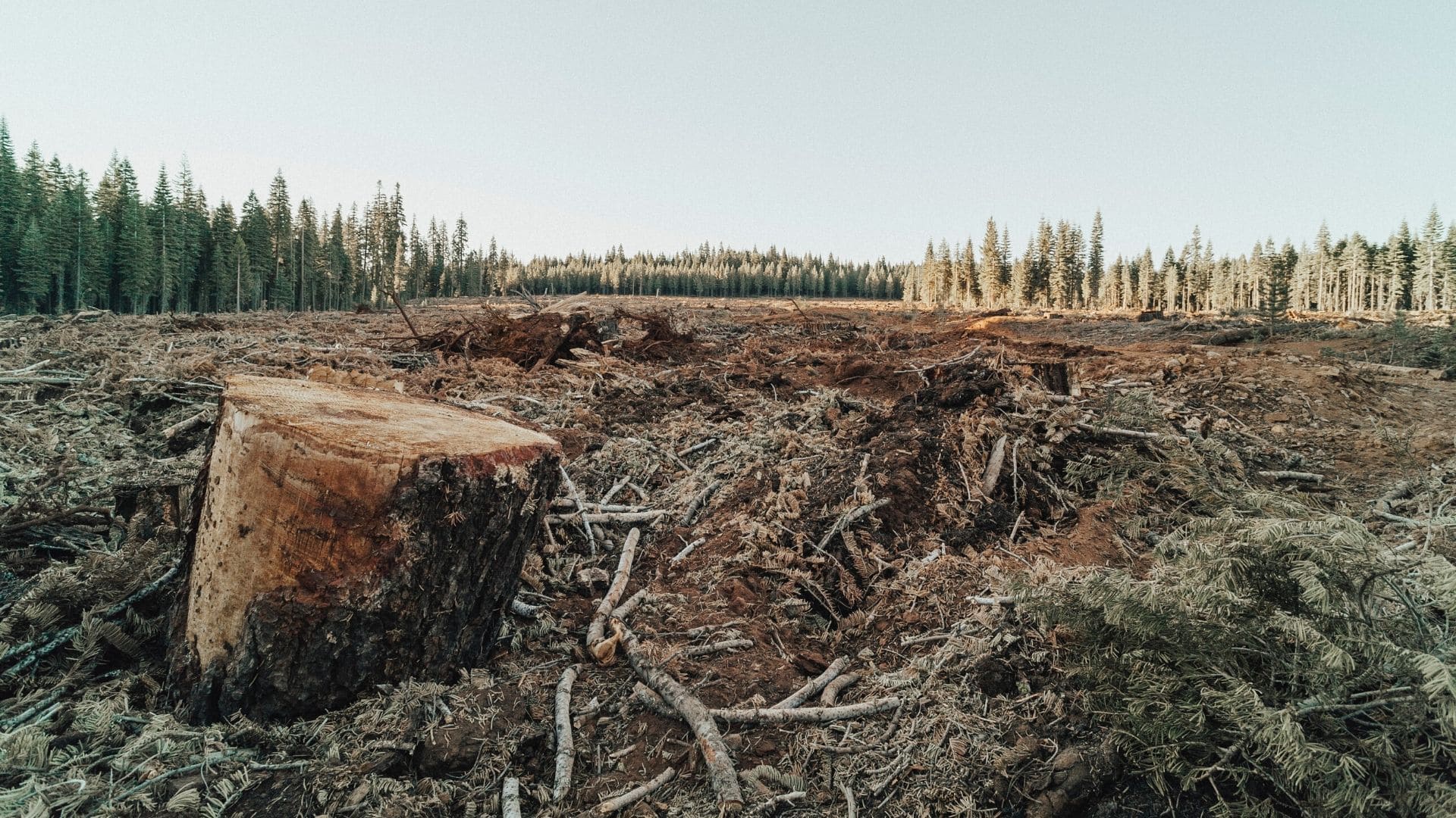 Impacts déforestation et changements climatiques